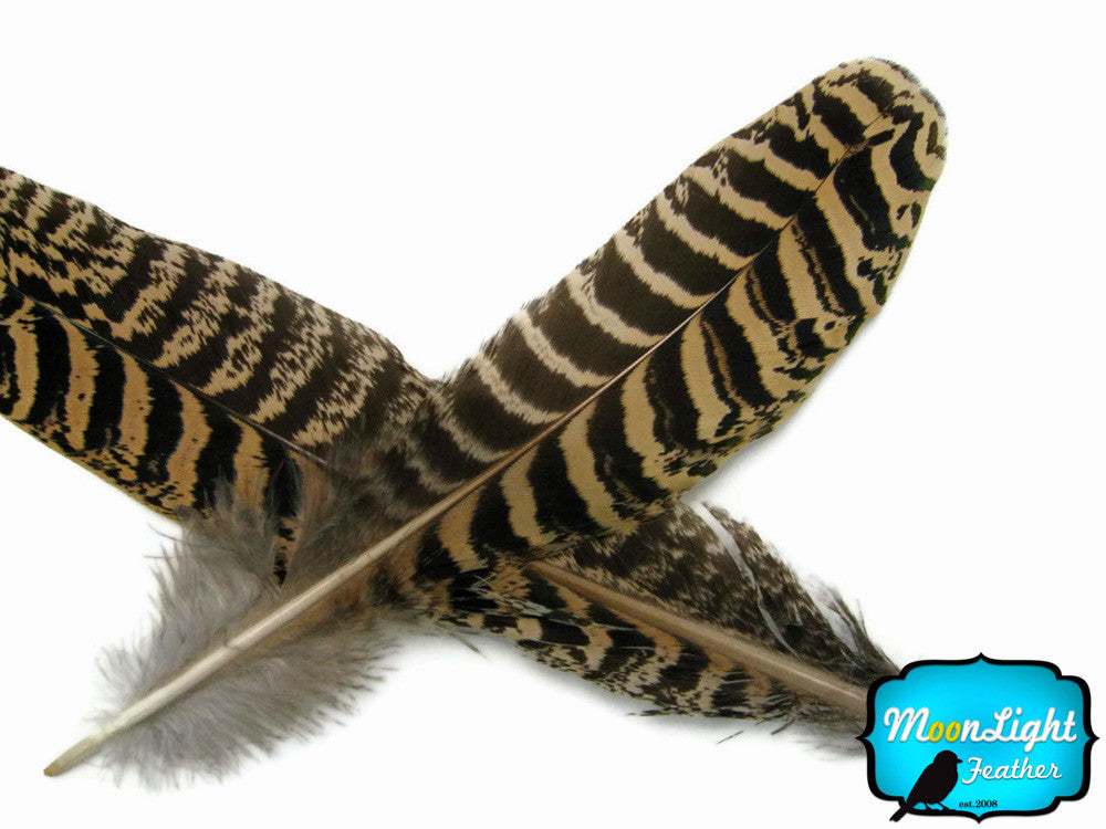 10 Pieces -  6-10" Natural Brown Barred Mottled Peacock Wing Quills Feathers