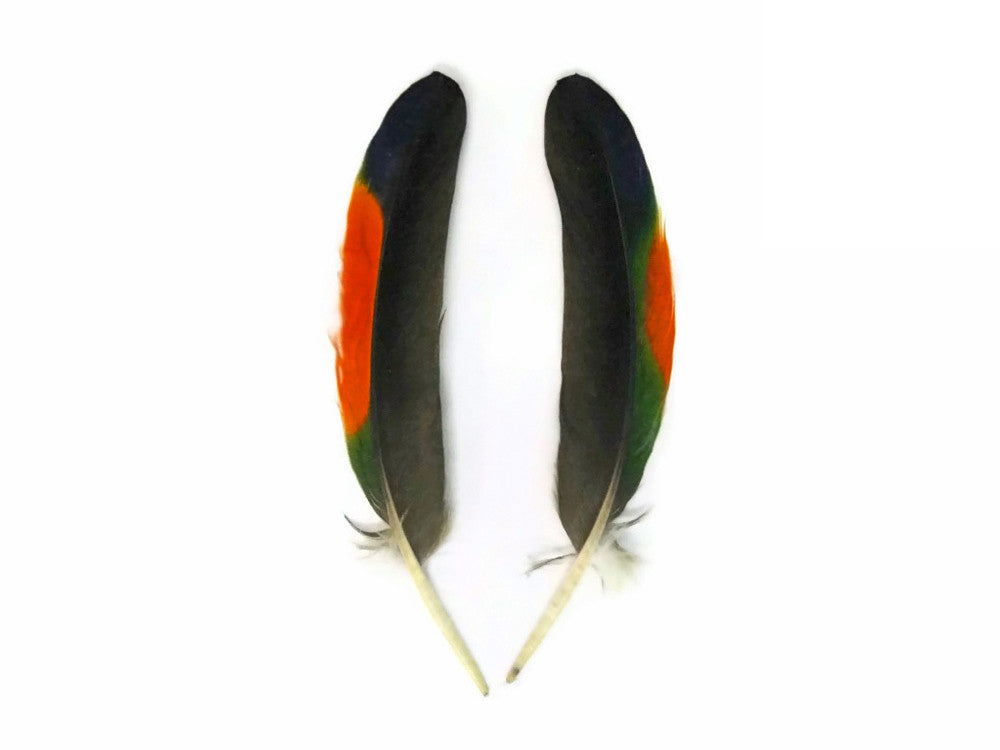 1 Pair - Multi-Color Amazon Parrot Wing Feathers - Rare-