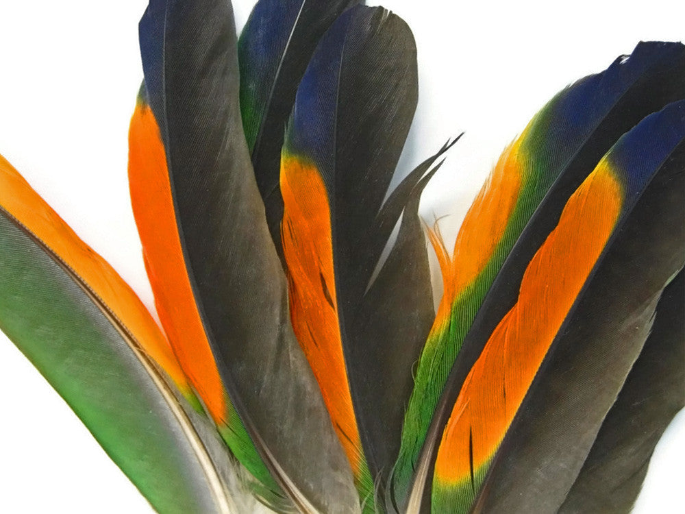 1 Pair - Multi-Color Amazon Parrot Wing Feathers - Rare-