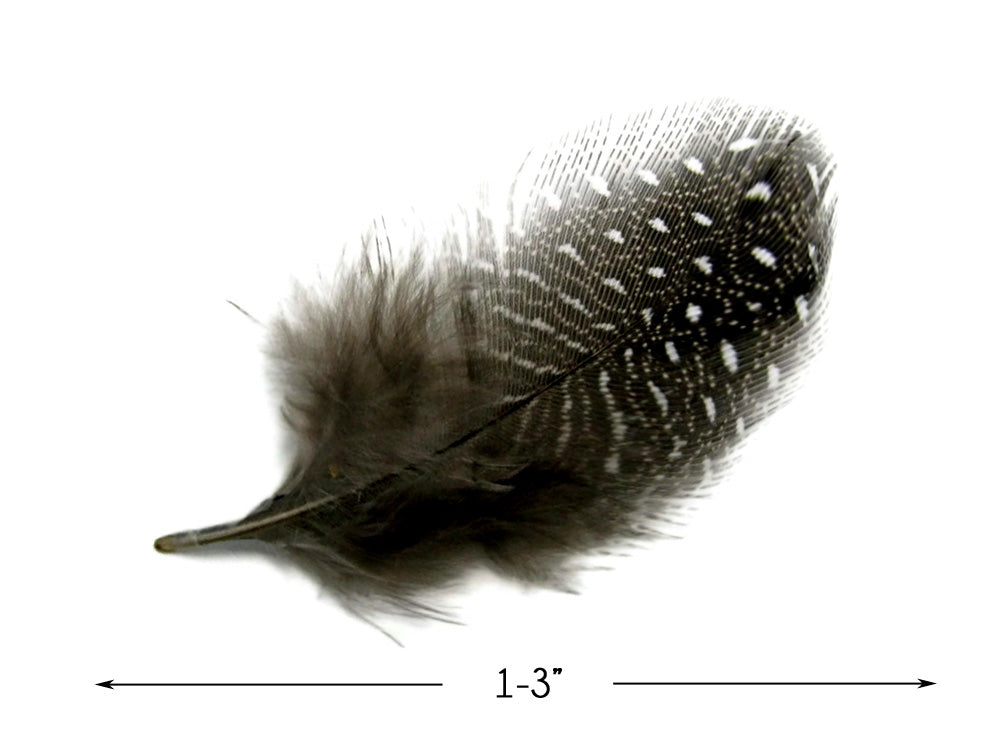 1/4 Lb - Natural Black & White Guinea Hen Plumage Polka Dot Feathers Wholesale (Bulk)