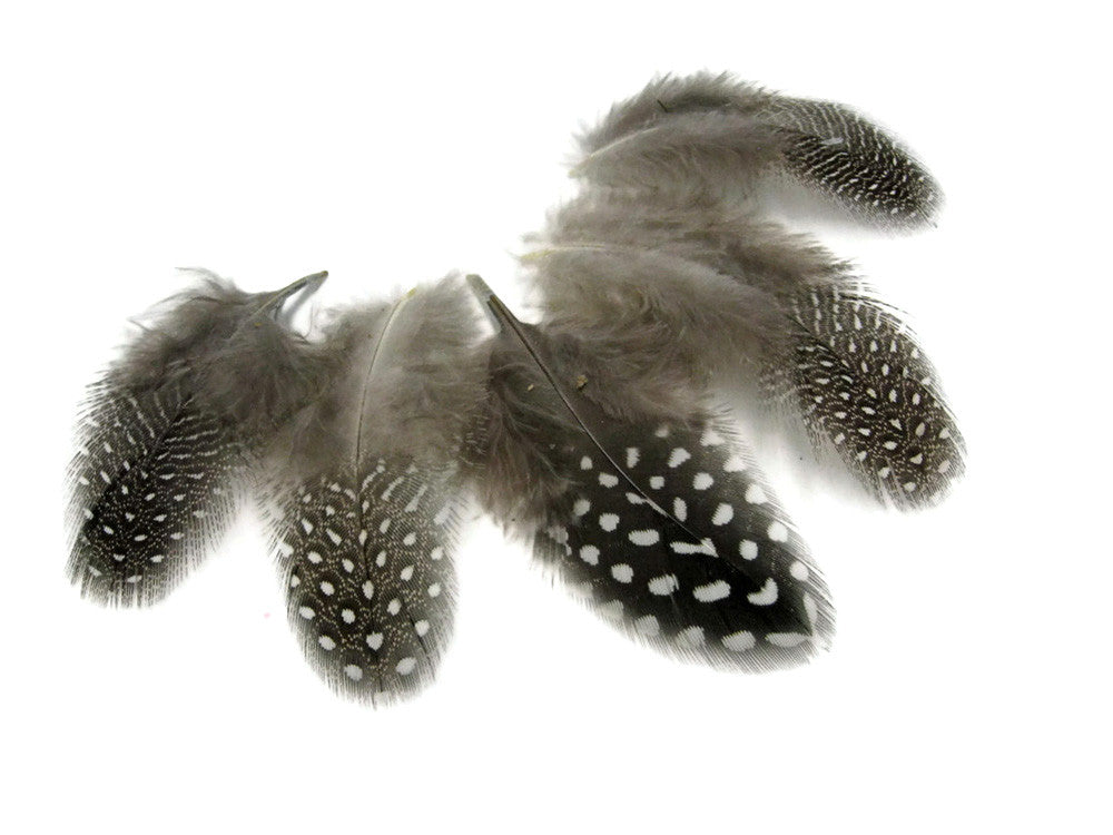 1/4 Lb - Natural Black & White Guinea Hen Plumage Polka Dot Feathers Wholesale (Bulk)