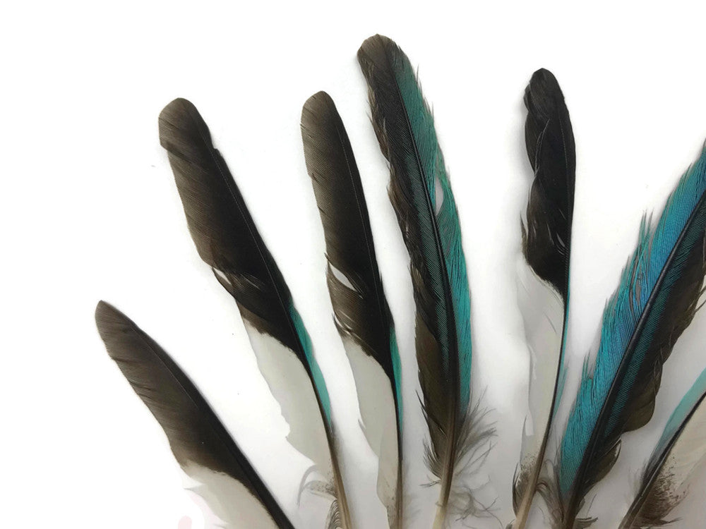 10 Pieces - Natural Light Blue Common Kingfisher Exotic Wing Feathers