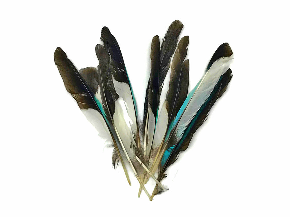 10 Pieces - Natural Light Blue Common Kingfisher Exotic Wing Feathers