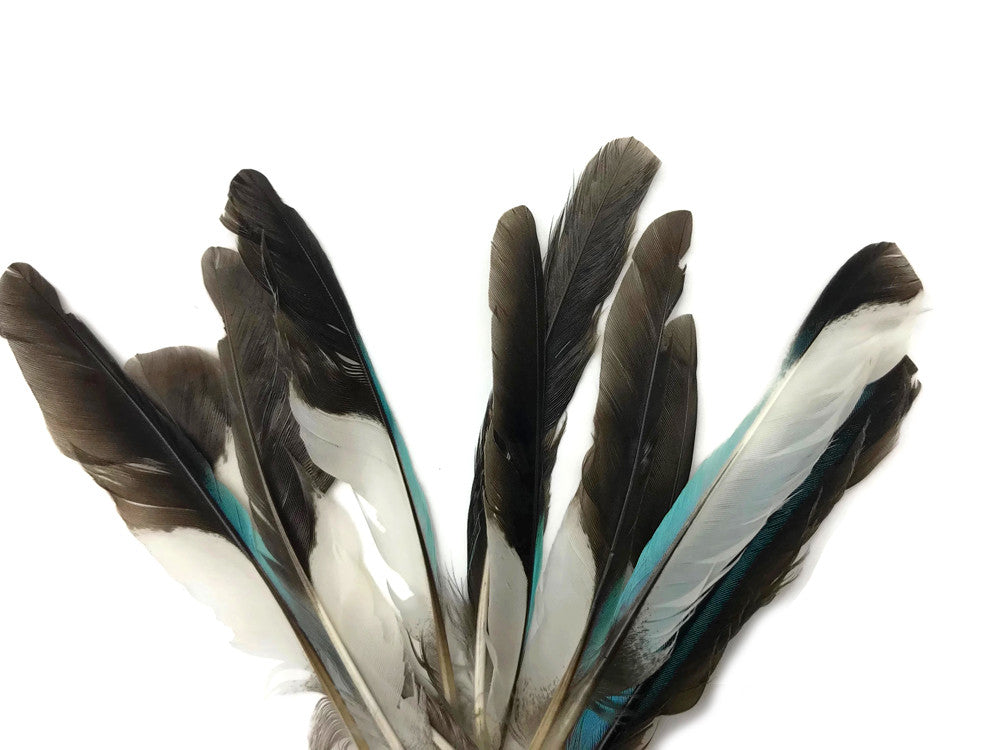 10 Pieces - Natural Light Blue Common Kingfisher Exotic Wing Feathers