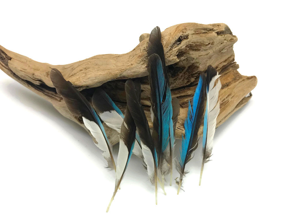 10 Pieces - Natural Light Blue Common Kingfisher Exotic Wing Feathers