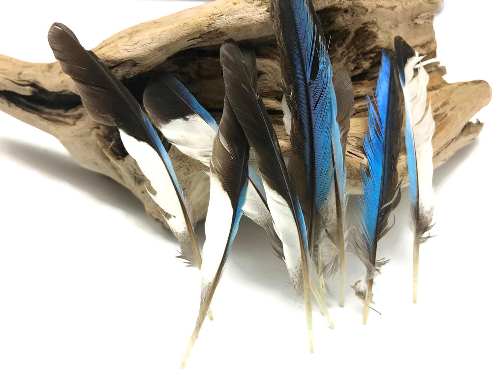 10 Pieces - Natural Light Blue Common Kingfisher Exotic Wing Feathers