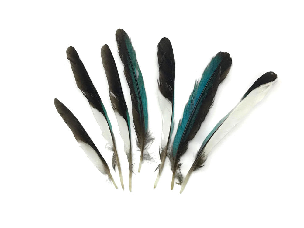 10 Pieces - Natural Light Blue Common Kingfisher Exotic Wing Feathers