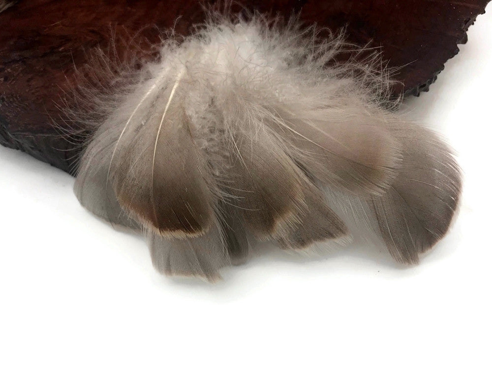 1 Pack - 2-3" Natural Brown Goose Coquille Loose Feathers - 0.35 Oz.