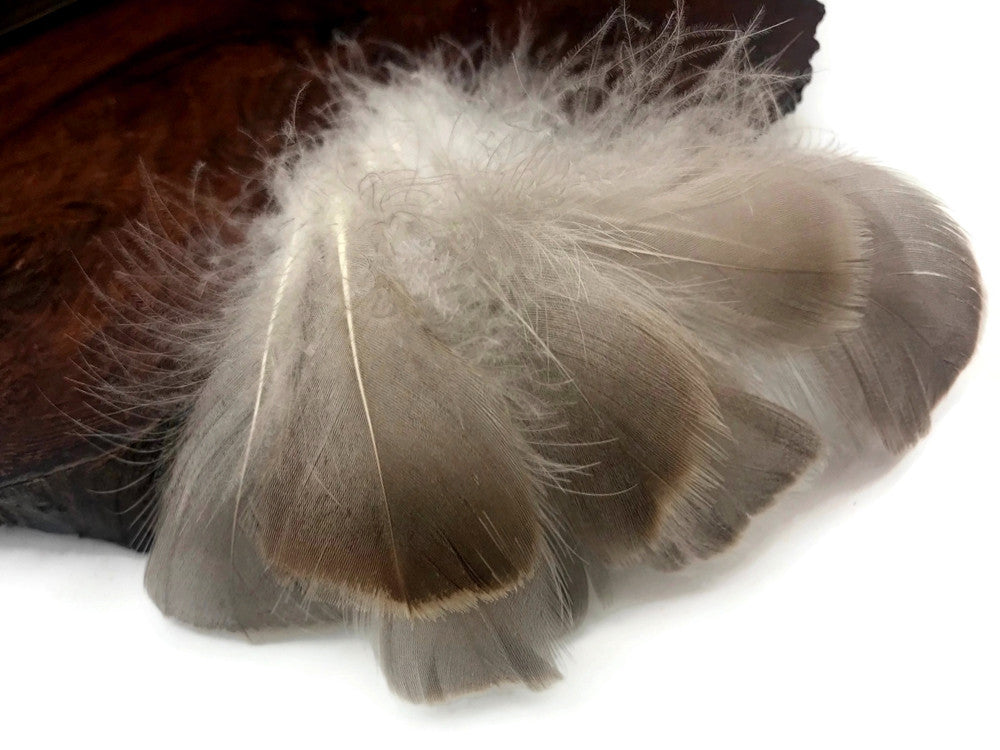 1 Pack - 2-3" Natural Brown Goose Coquille Loose Feathers - 0.35 Oz.