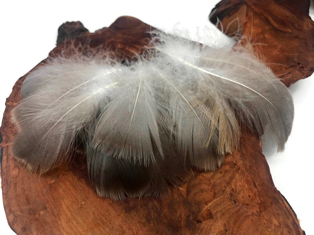 1 Pack - 2-3" Natural Brown Goose Coquille Loose Feathers - 0.35 Oz.