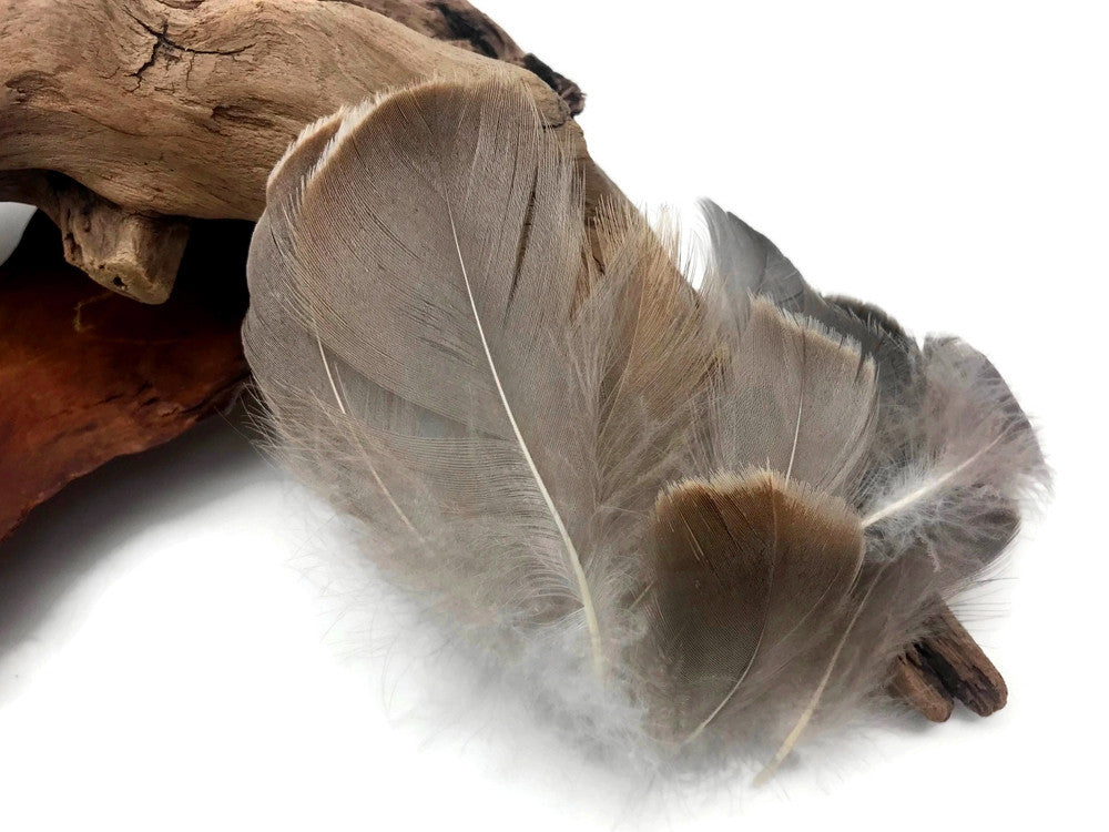 1 Pack - 2-3" Natural Brown Goose Coquille Loose Feathers - 0.35 Oz.