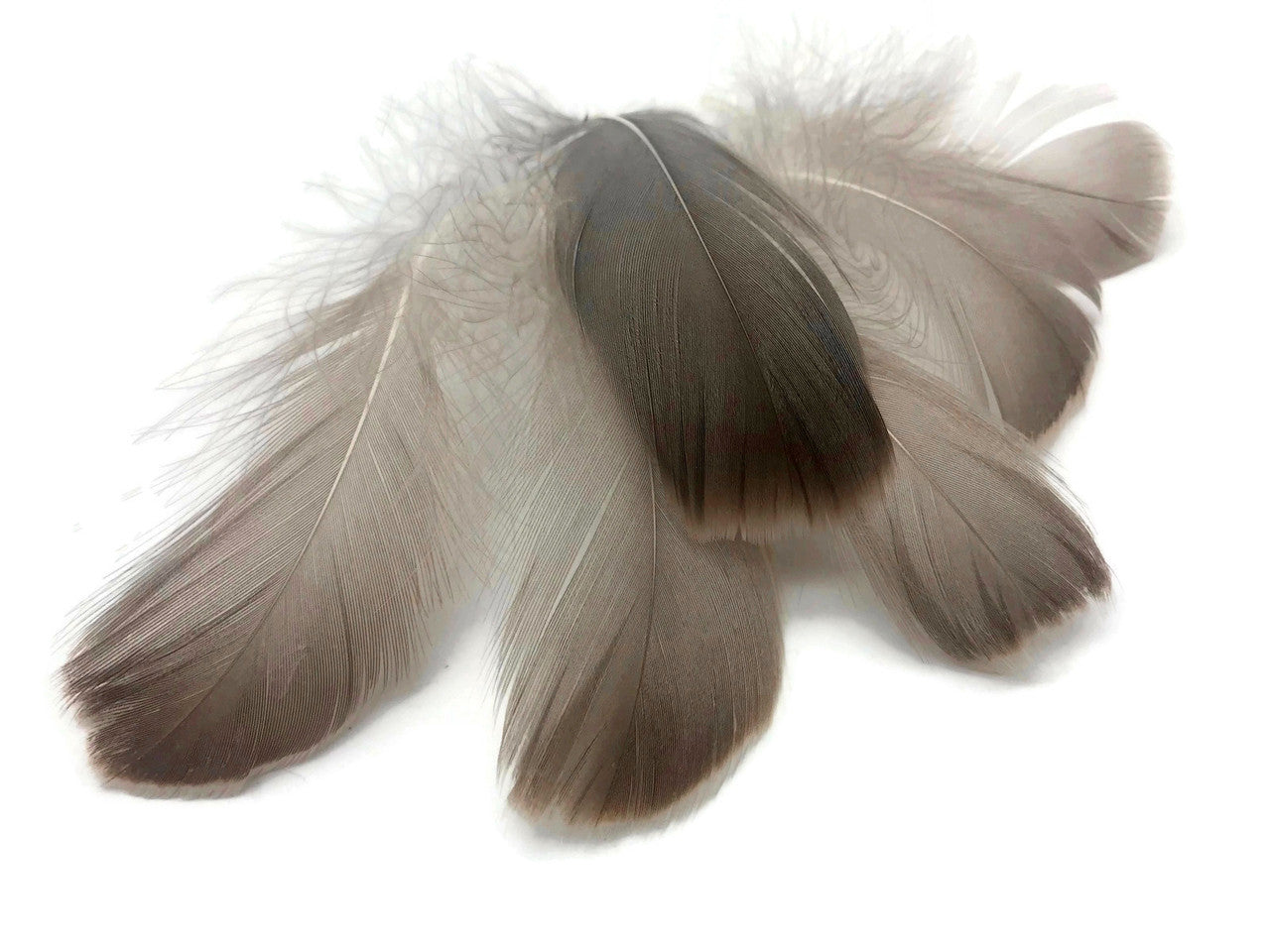 1/4 Lb - 2-3" Natural Brown Goose Coquille Loose Wholesale Feathers (Bulk)