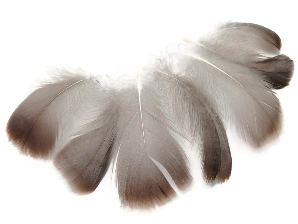 1 Pack - 2-3" Natural Brown Goose Coquille Loose Feathers - 0.35 Oz.