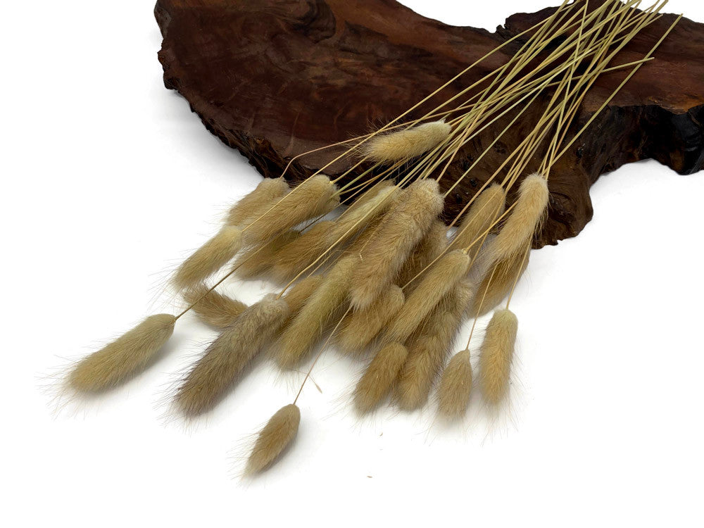 30 Pieces - 12-15" Natural Beige Bunny Tail Preserved Dried Botanical Grass Bouquet