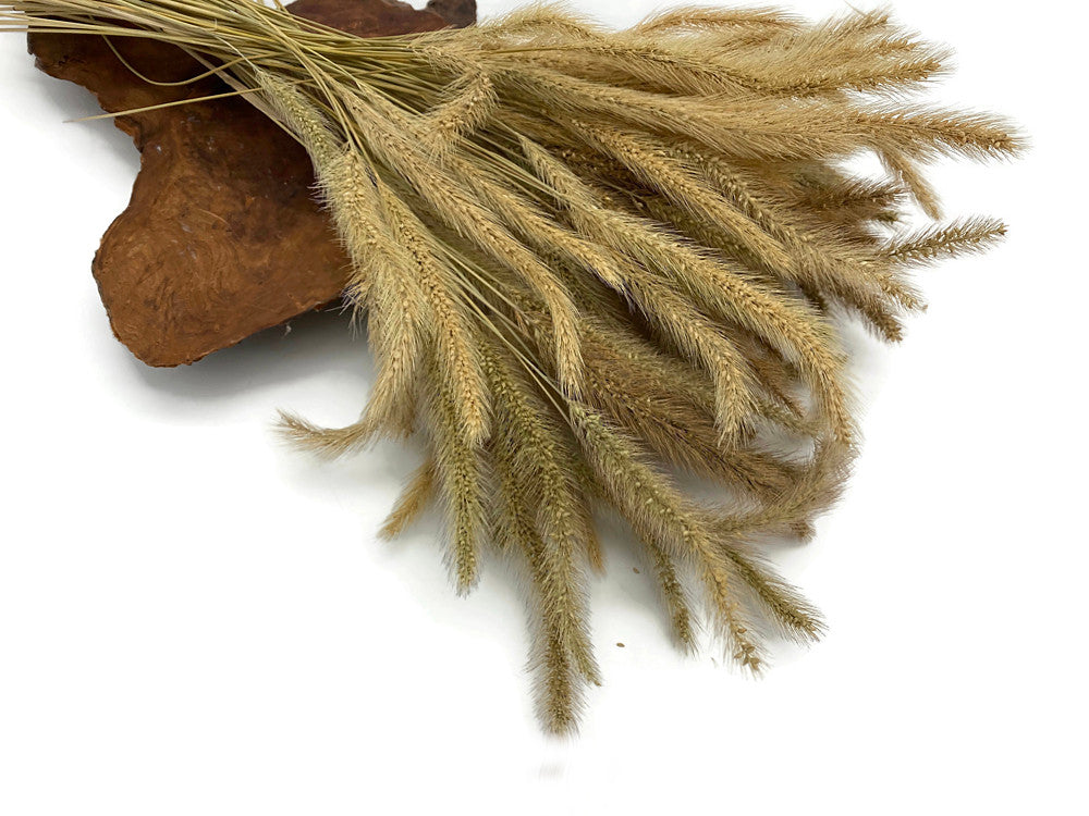 100 Pieces - 18-20" Natural Tan Dogtail Preserved Dried Botanical Grass