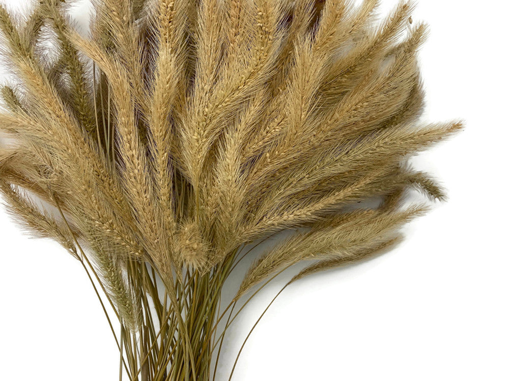 100 Pieces - 18-20" Natural Tan Dogtail Preserved Dried Botanical Grass