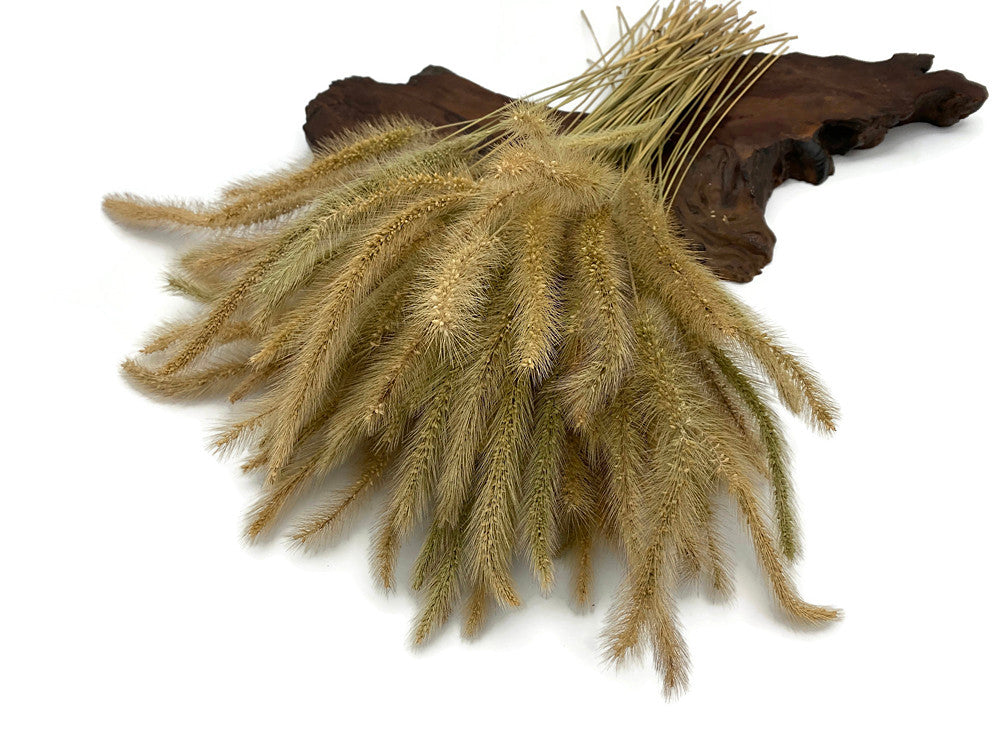 100 Pieces - 18-20" Natural Tan Dogtail Preserved Dried Botanical Grass