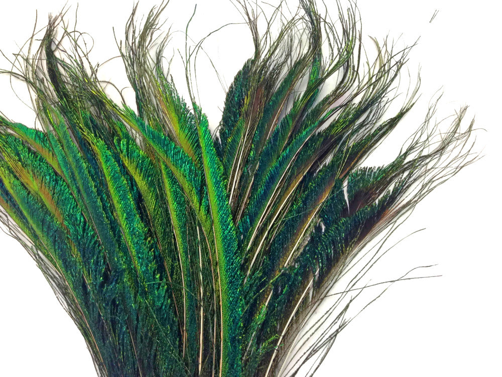 50 Pieces - 10-12" Natural Iridescent Green Peacock Swords Cut Wholesale Feathers (Bulk)