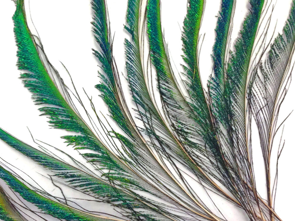 10 Pieces - 10-12" Natural Iridescent Green Peacock Swords Cut Feathers