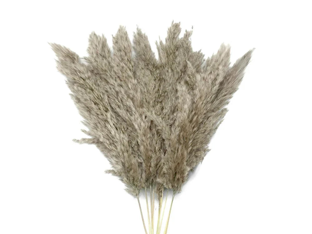 Dried beige pampas grass stalks for boho home décor and DIY floral arrangements.