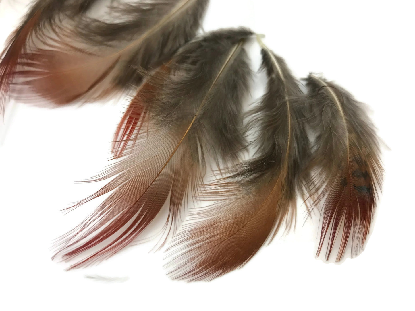 1 Pack - Natural Red Golden Pheasant Plumage Loose Feather 0.10 Oz.