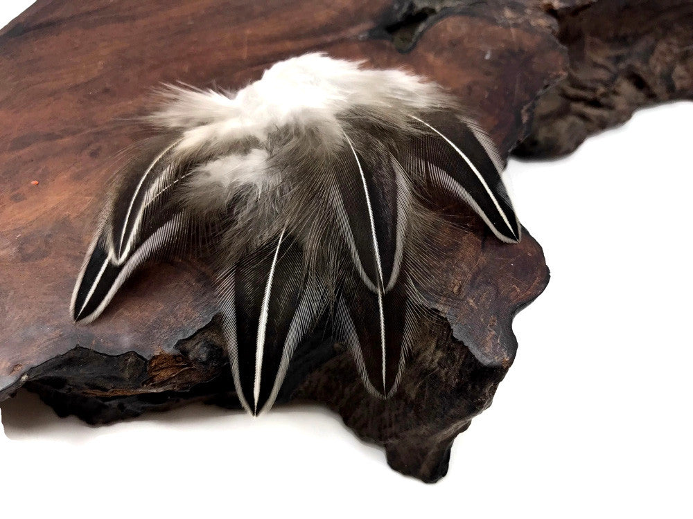 10 Pieces - Natural Black And White Jungle Cock Loose Feather