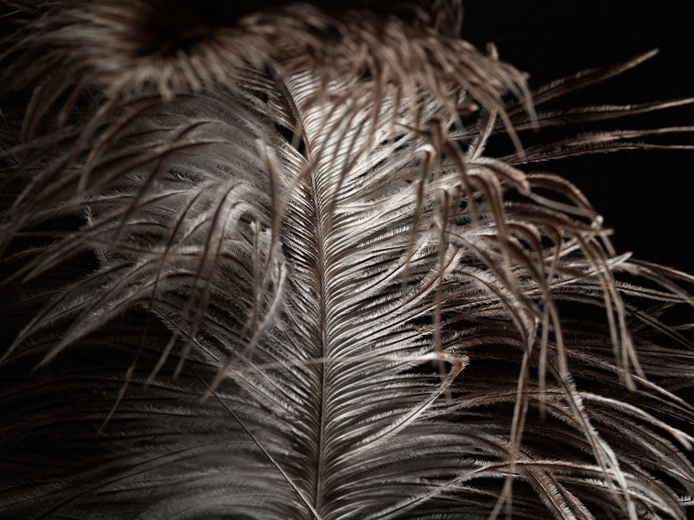 10 Pieces - 18-24" Natural Chinchilla Large Prime Grade Ostrich Wing Plume Centerpiece Feathers