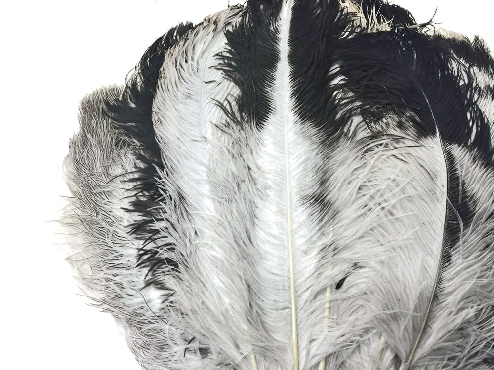 10 Pieces - 18-24" Natural Chinchilla Large Prime Grade Ostrich Wing Plume Centerpiece Feathers