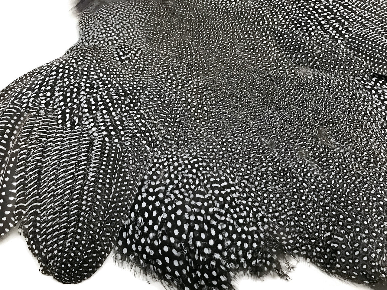 1 Piece  - High Quality Guinea Fowl Natural Polka Dot with Wing Complete Pelt Feathers (Bulk)