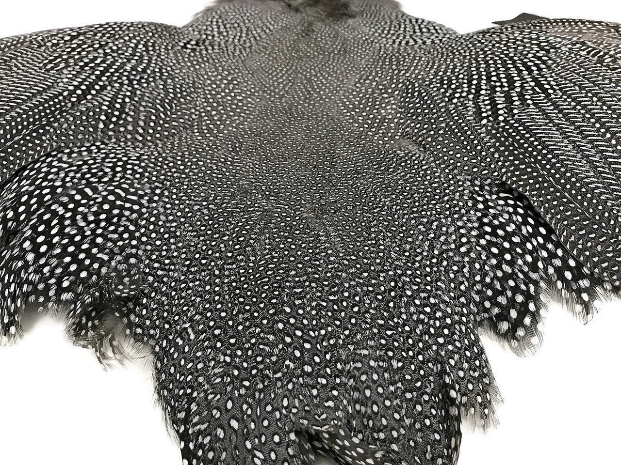 1 Piece  - High Quality Guinea Fowl Natural Polka Dot with Wing Complete Pelt Feathers (Bulk)