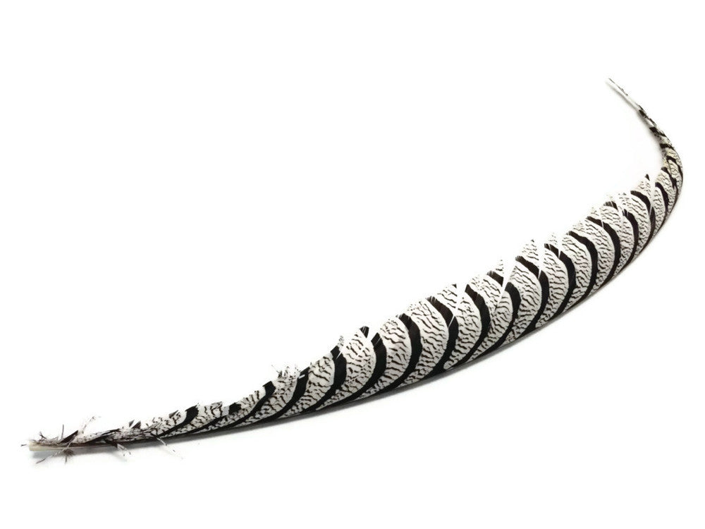 10 Pieces - 30-35" Natural Zebra Black And White Lady Amherst Pheasant Tail Super Long Feathers