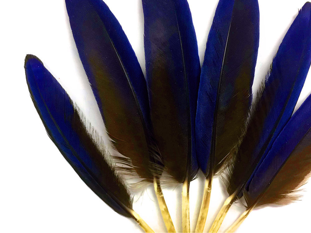 4 Pieces - Small Natural Blue Hyacinth Macaw Wing Feather -Rare- 