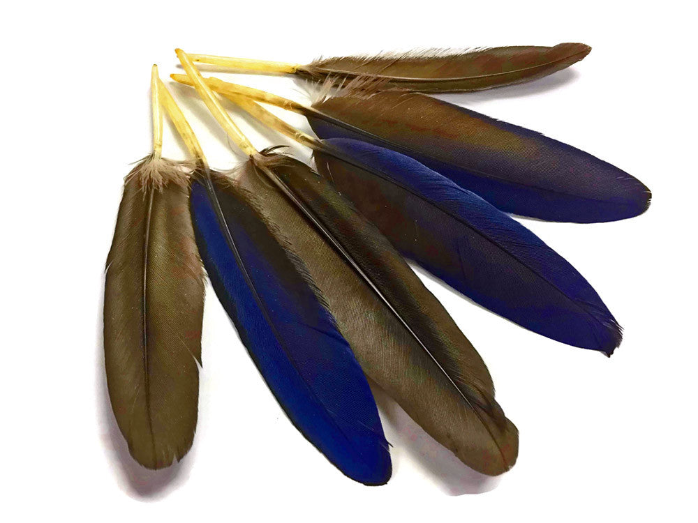 4 Pieces - Small Natural Blue Hyacinth Macaw Wing Feather -Rare- 