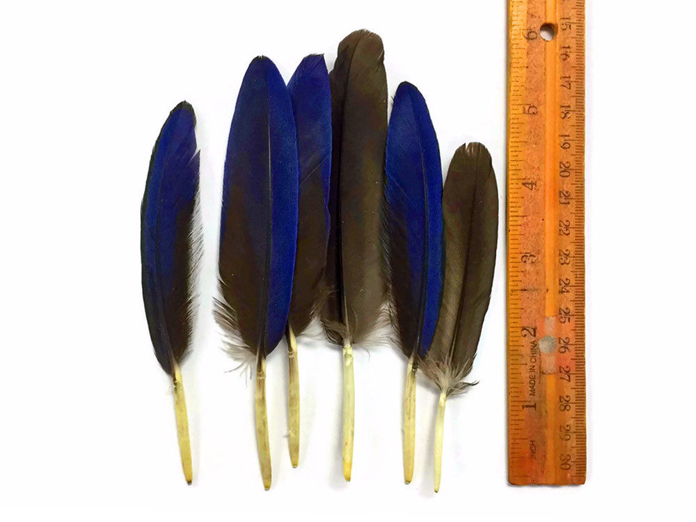 4 Pieces - Small Natural Blue Hyacinth Macaw Wing Feather -Rare- 