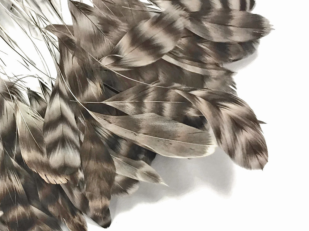 1 Dozen - Natural Chinchilla Stripped Rooster Coque Tail Feathers