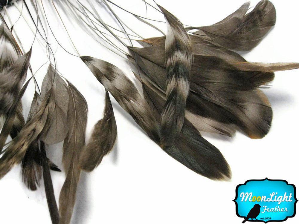 1 Dozen - Natural Chinchilla Stripped Rooster Coque Tail Feathers