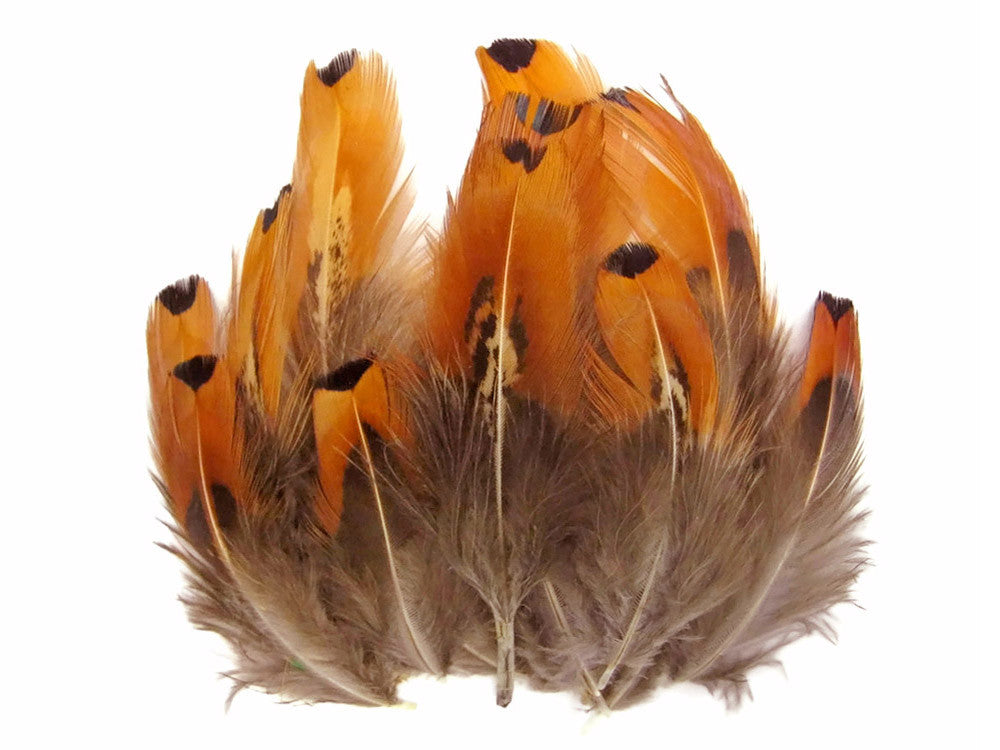 1 Pack - Gold Ringneck Pheasant Plumage Loose Feathers 0.10 Oz.