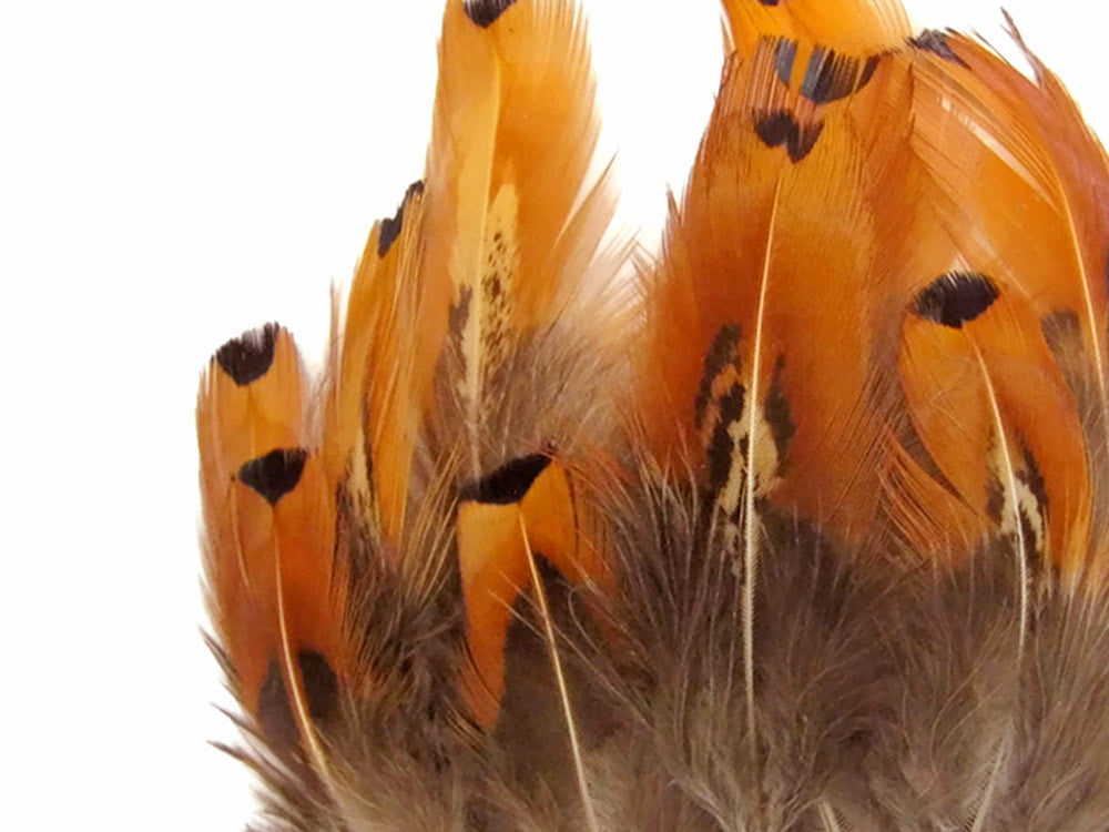 1 Pack - Gold Ringneck Pheasant Plumage Loose Feathers 0.10 Oz.