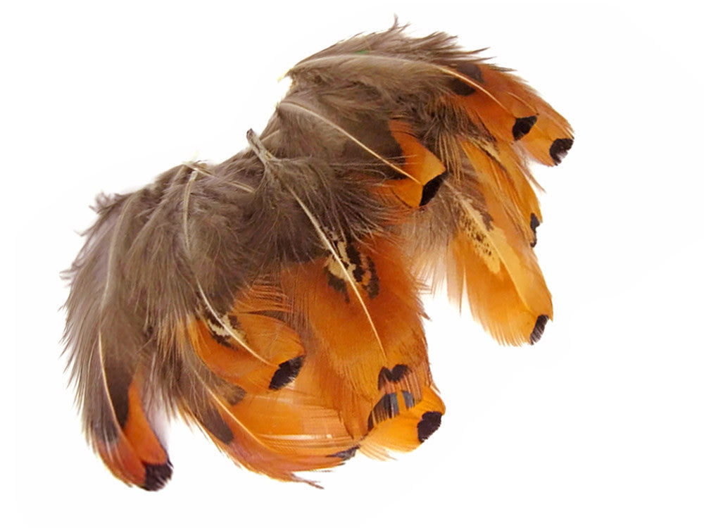 1 Pack - Gold Ringneck Pheasant Plumage Loose Feathers 0.10 Oz.