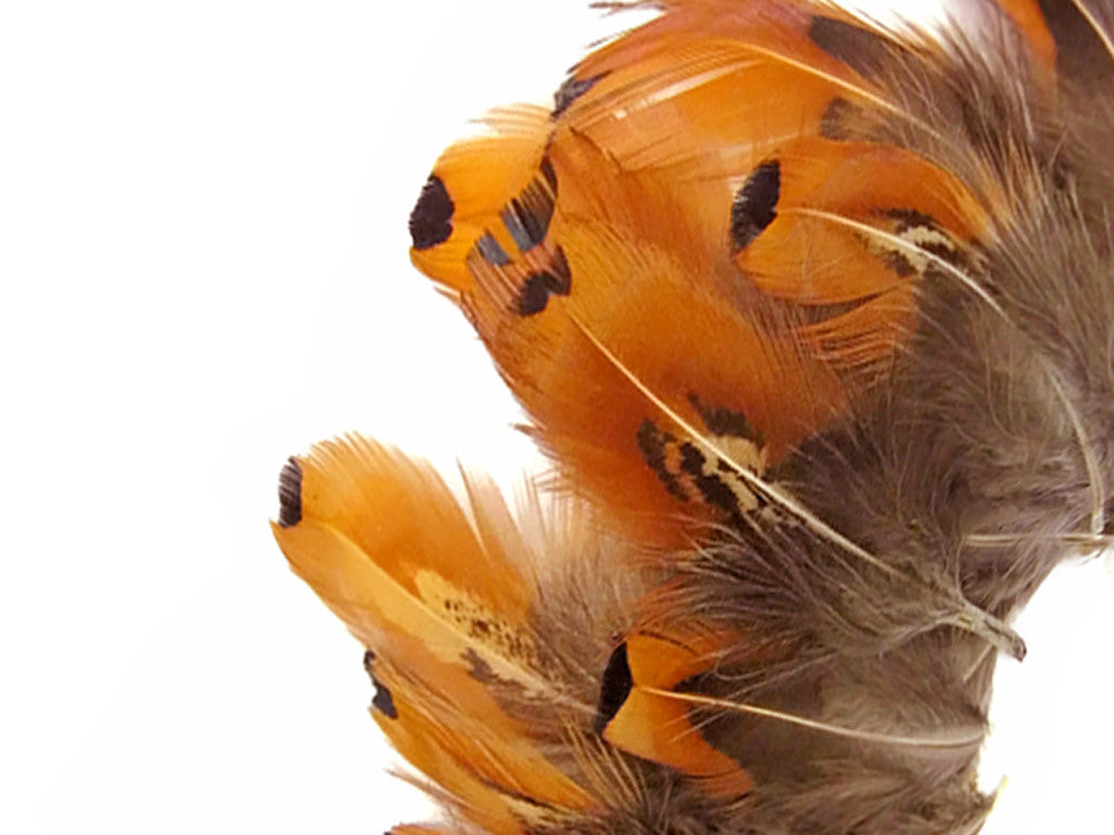 1 Pack - Gold Ringneck Pheasant Plumage Loose Feathers 0.10 Oz.