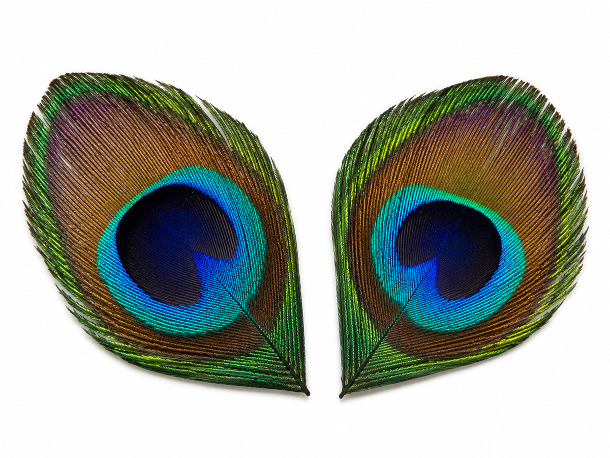 10 Pieces - Hand Trimmed Natural Iridescent Green Peacock Tail Eye Feathers