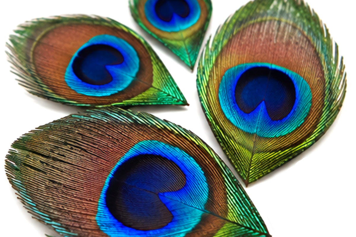 10 Pieces - Hand Trimmed Natural Iridescent Green Peacock Tail Eye Feathers