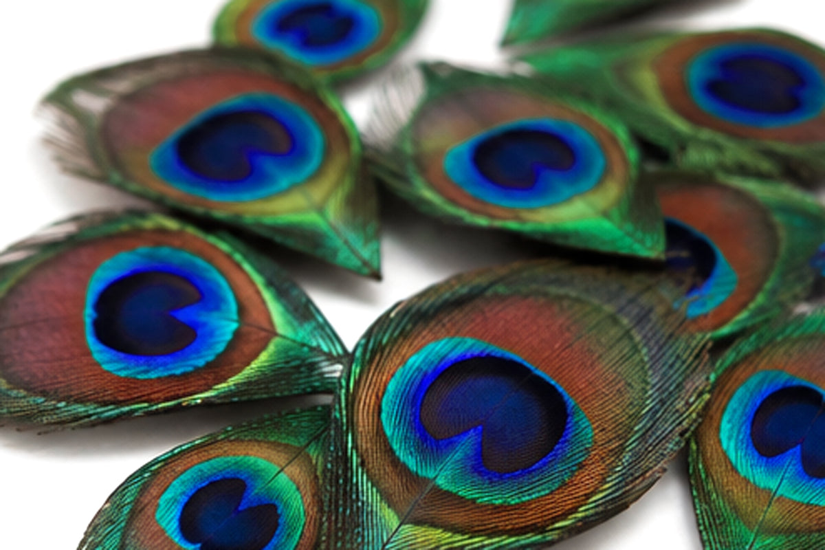 10 Pieces - Hand Trimmed Natural Iridescent Green Peacock Tail Eye Feathers