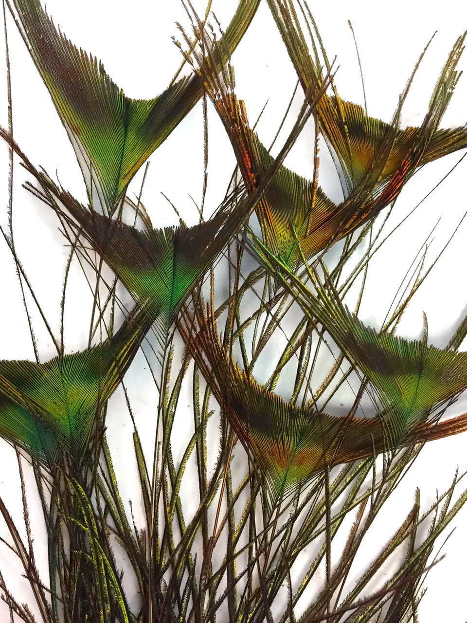 50 Pieces - 10-12" Natural Green Peacock 'T' Curved Tail Wholesale Feathers (Bulk)