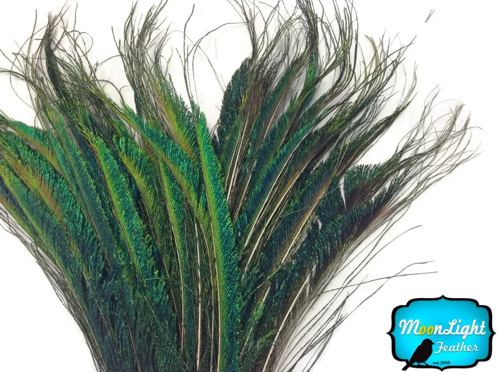 Vibrant green and iridescent peacock feathers for crafts and fashion decor.
