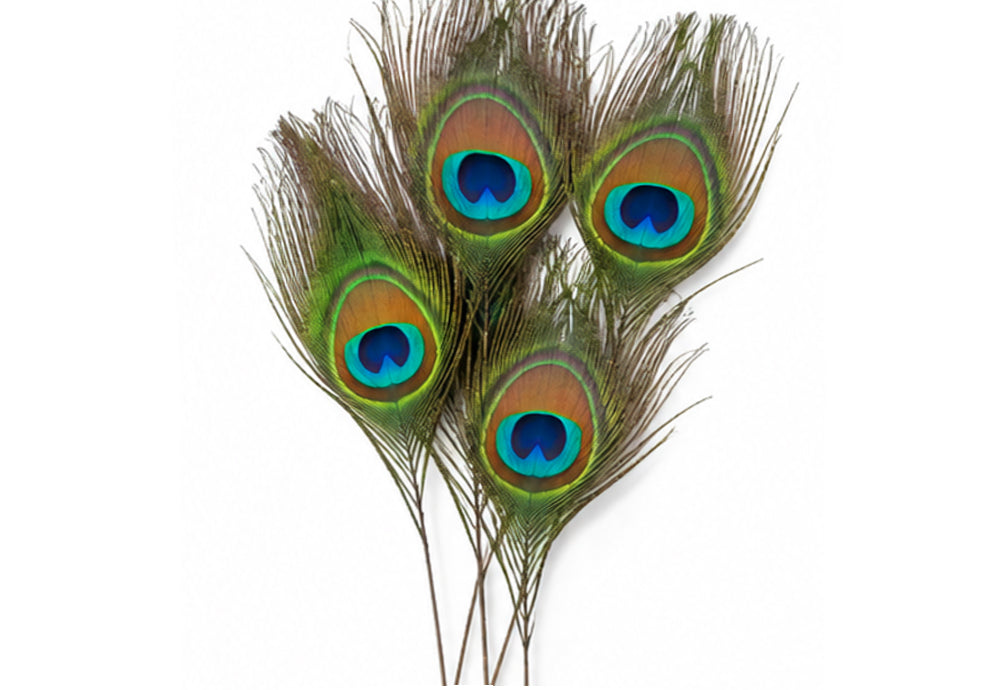 10 Pieces - 10-12" Stripped Natural Green Iridescent Peacock Tail Eye Feathers