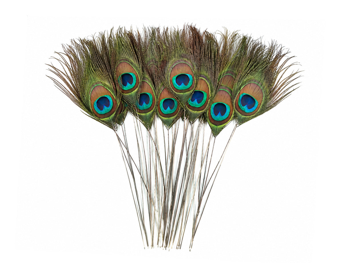 10 Pieces - 10-12" Stripped Natural Green Iridescent Peacock Tail Eye Feathers