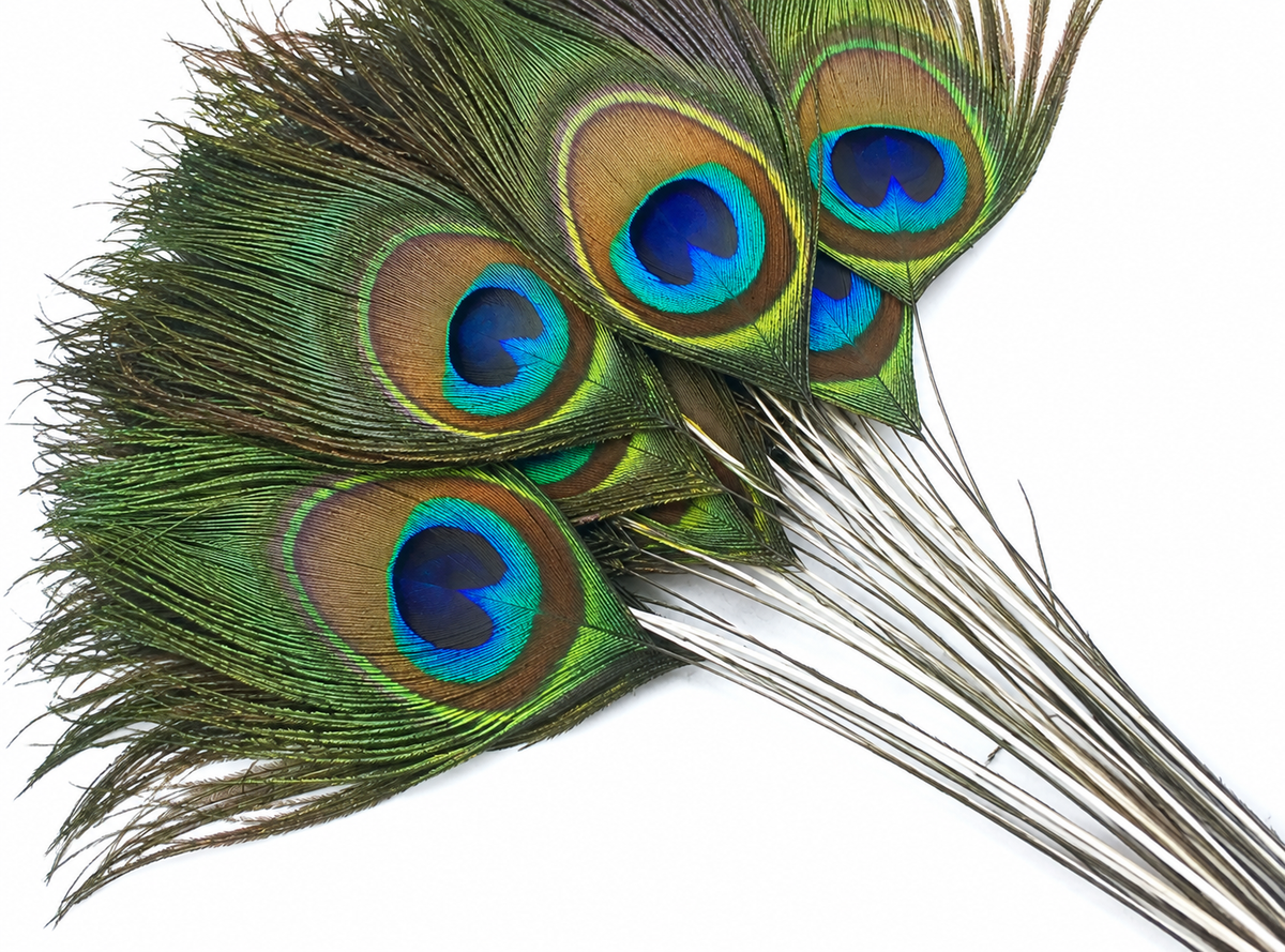 10 Pieces - 10-12" Stripped Natural Green Iridescent Peacock Tail Eye Feathers
