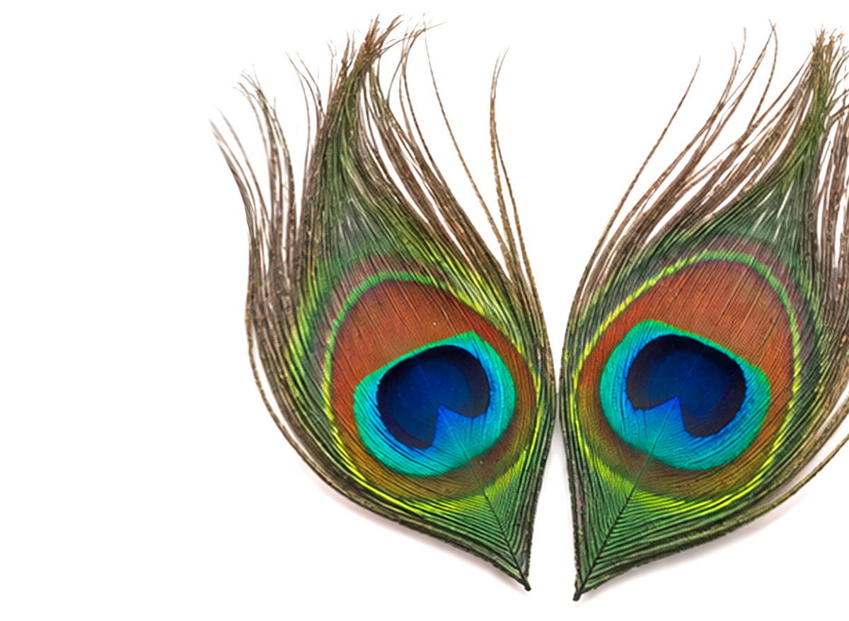 10 Pieces - Full Eye Trimmed Natural Iridescent Green Peacock Tail Feathers