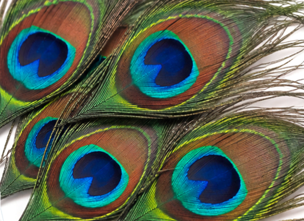10 Pieces - Full Eye Trimmed Natural Iridescent Green Peacock Tail Feathers